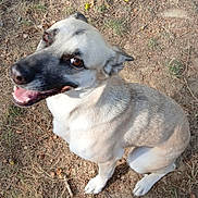 Uma participe au concours pour gagner de l'argent avec cette photo : animal, brown, canine, cute, daylight, dog, dry_grass, ears, face, friendly, fur, grass, happy, looking_up, nature, outdoor, pet, sitting, smiling, white