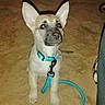 Uma a rejoint le concours — aidez-le/la à gagner de superbes lots ! animal, blue, canine, collar, cute, dog, ears, flash, leash, looking_up, night, outdoor, pet, puppy, reflection, sand, sitting, soccer_ball, toy, young