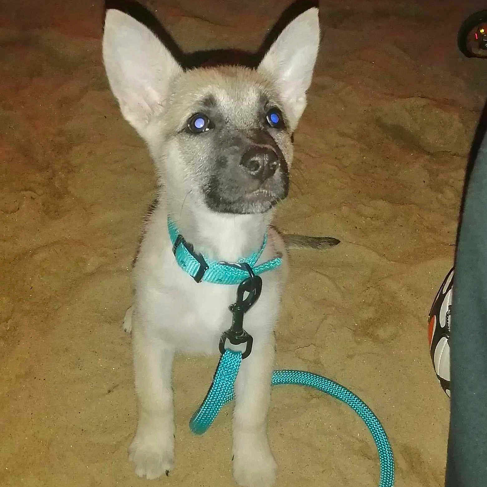 Uma a rejoint le concours — aidez-le/la à gagner de superbes lots ! animal, blue, canine, collar, cute, dog, ears, flash, leash, looking_up, night, outdoor, pet, puppy, reflection, sand, sitting, soccer_ball, toy, young