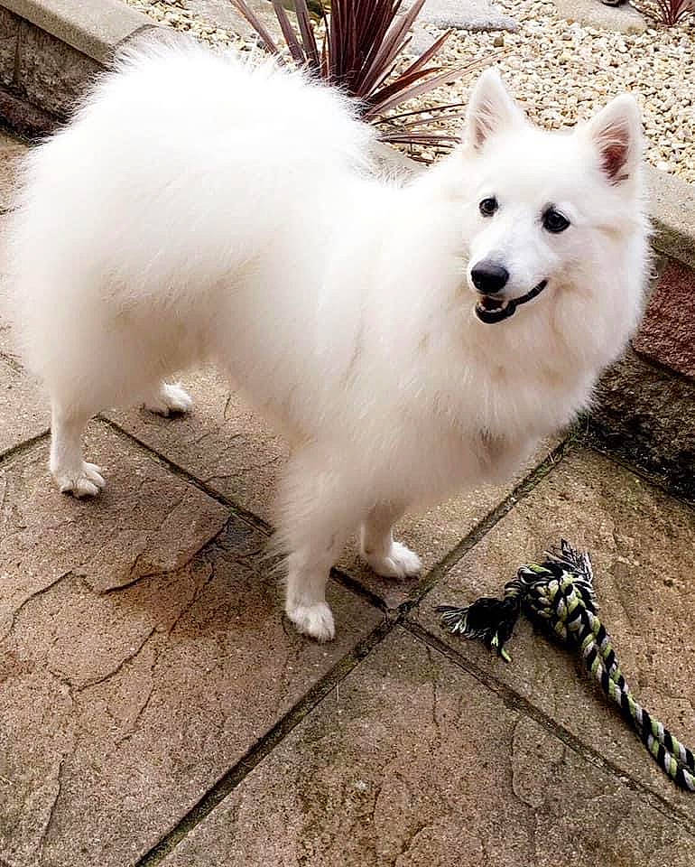 Stevie joined the competition — help win amazing prizes! american_eskimo_dog, canidae, carnivore, companion_dog, dog, dog_breed, fashion_accessory, fur, german_spitz, happy, indian_spitz, japanese_spitz, paw, samoyed, snout, spitz, sporting_group, volpino_italiano, whiskers, working_animal