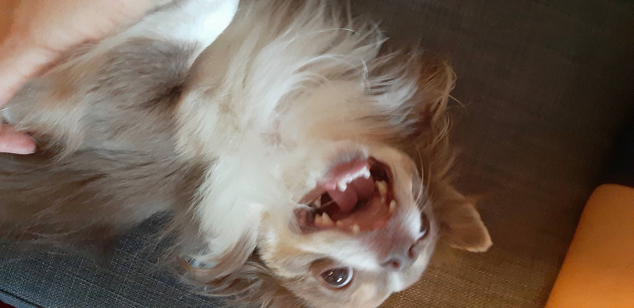 Buzz participe au concours pour gagner de l'argent avec cette photo : canidae, carnivore, companion_dog, dog, dog_breed, ear, fang, fawn, fur, human_body, jaw, liver, nose, shout, snout, sporting_group, tooth, toy_dog, whiskers, yawn