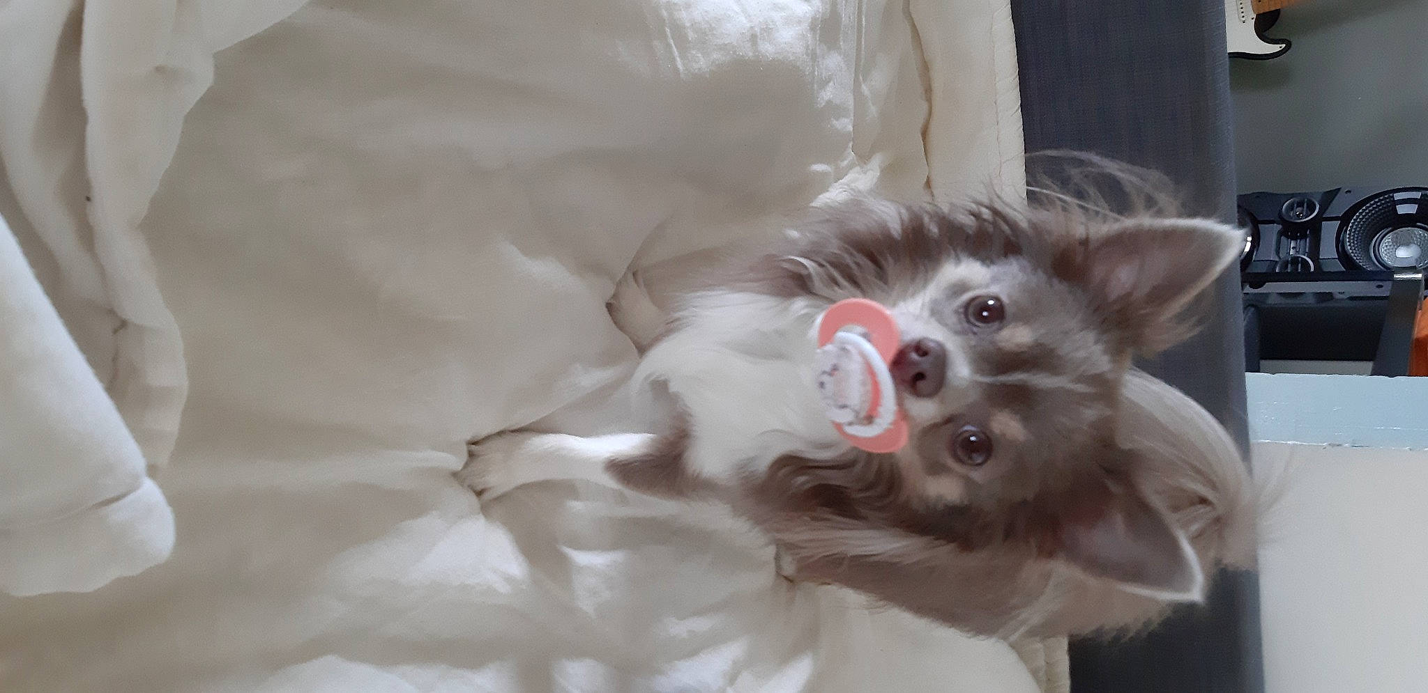 Buzz participe au concours pour gagner de l'argent avec cette photo : bed, canidae, carnivore, cat, claw, comfort, companion_dog, dog_breed, ear, fawn, felidae, fur, paw, small_to_medium_sized_cats, smile, snout, sporting_group, sunglasses, whiskers, window