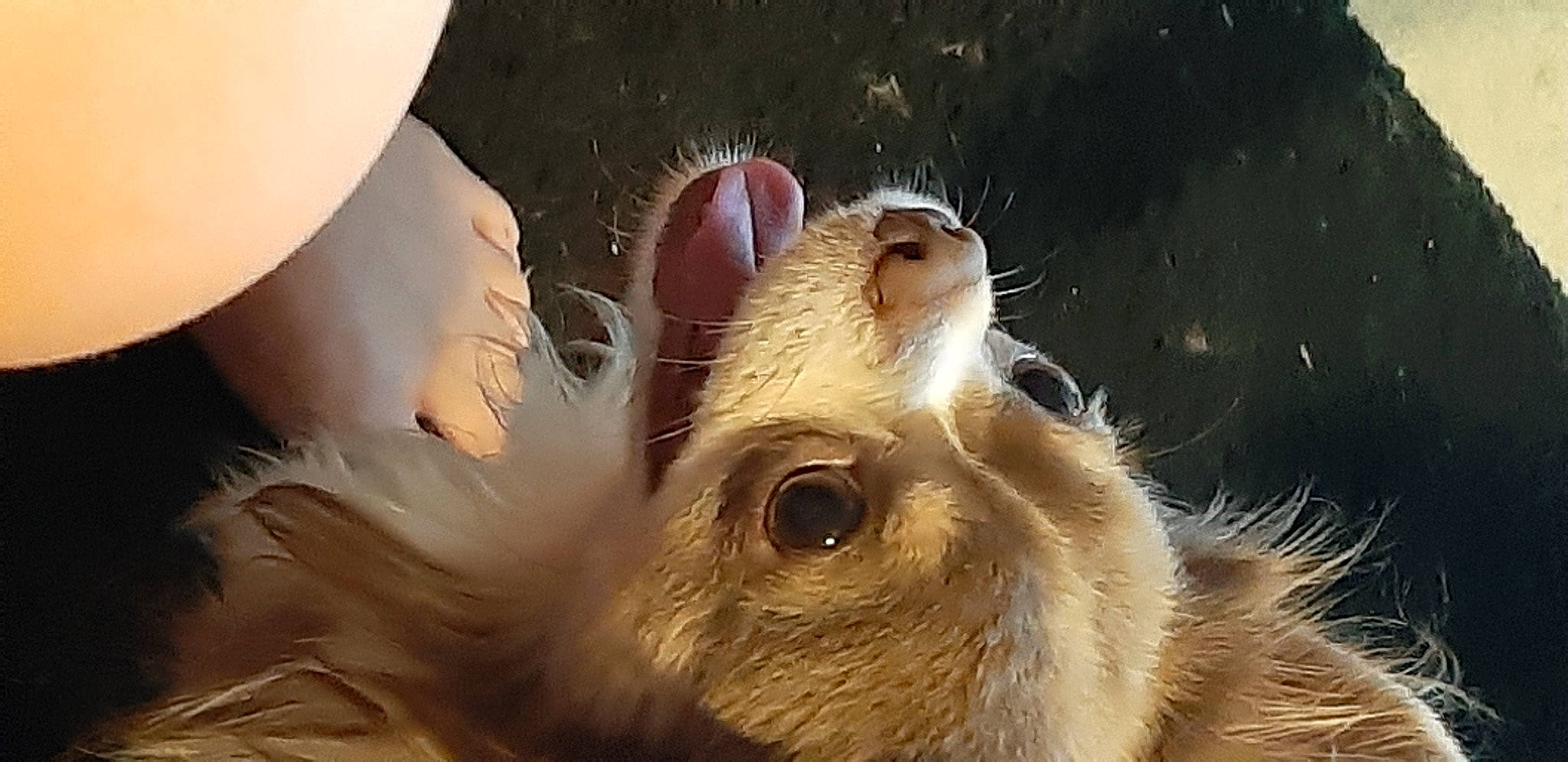 Buzz a rejoint le concours — aidez-le/la à gagner de superbes lots ! carnivore, claw, close_up, fawn, feather, fur, happy, mustelidae, paw, snout, terrestrial_animal, whiskers, wildlife