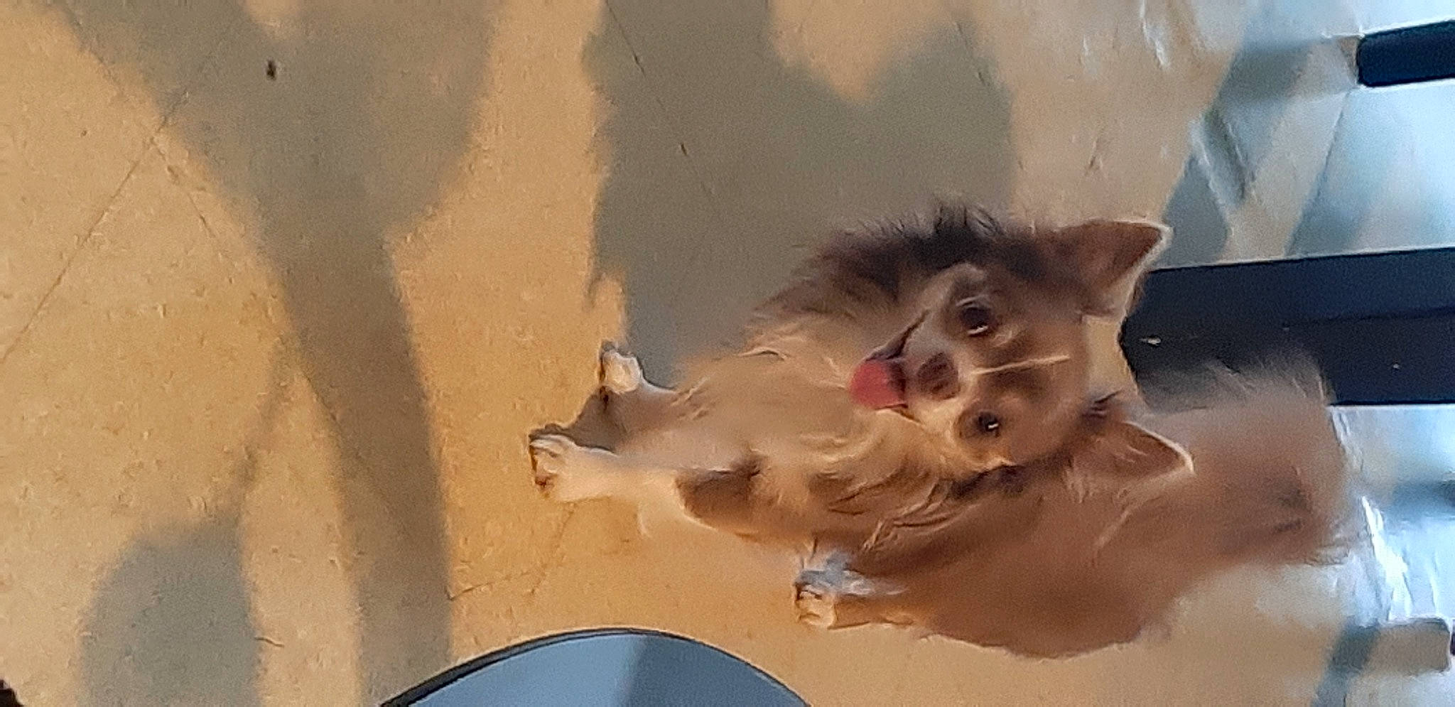 Buzz participe au concours pour gagner de l'argent avec cette photo : art, canidae, carnivore, cg_artwork, companion_dog, dog, dog_breed, eye, fawn, felidae, fur, jaw, sky, small_to_medium_sized_cats, snout, sporting_group, tail, visual_arts, whiskers, wing