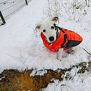 Roxy participe au concours pour gagner de l'argent avec cette photo : dog, snow, orange_jacket, rock, outdoor, fence, winter, animal, pet, curious, cold, white, grass, nature, playful, canine, snowy, fur, small_dog, jack_russell_terrier
