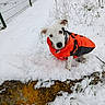 dog, snow, orange_jacket, rock, outdoor, fence, winter, animal, pet, curious, cold, white, grass, nature, playful, canine, snowy, fur, small_dog, jack_russell_terrier