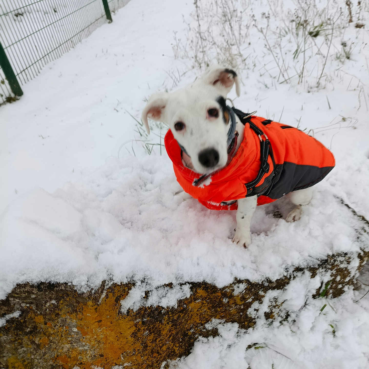 Roxy participe au concours pour gagner de l'argent avec cette photo : dog, snow, orange_jacket, rock, outdoor, fence, winter, animal, pet, curious, cold, white, grass, nature, playful, canine, snowy, fur, small_dog, jack_russell_terrier