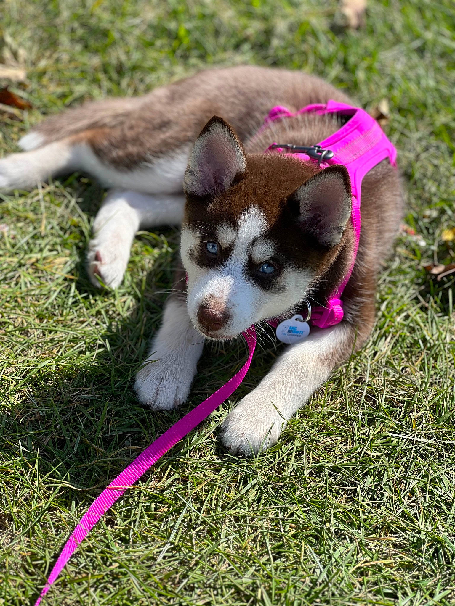 Everest joined the competition — help win amazing prizes! canidae, carnivore, collar, companion_dog, dog, dog_breed, fashion_accessory, fawn, fur, grass, leash, paw, plant, puppy, snout, sporting_group, tail, terrestrial_animal, working_animal, working_dog