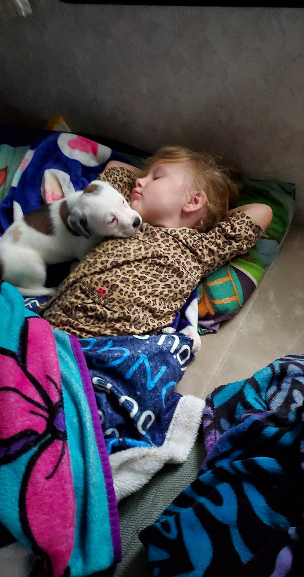 Kyleigh is registered to the contest to win money with this photo: bedtime, canidae, child, comfort, companion_dog, dog_breed, fawn, nap, non_sporting_group, person, sleep, toddler