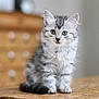 kitten, cat, fluffy, tabby, silver, pet, animal, cute, young, fur, whiskers, ears, wooden_surface, indoor, domestic, portrait, sitting, curious, feline, soft_focus