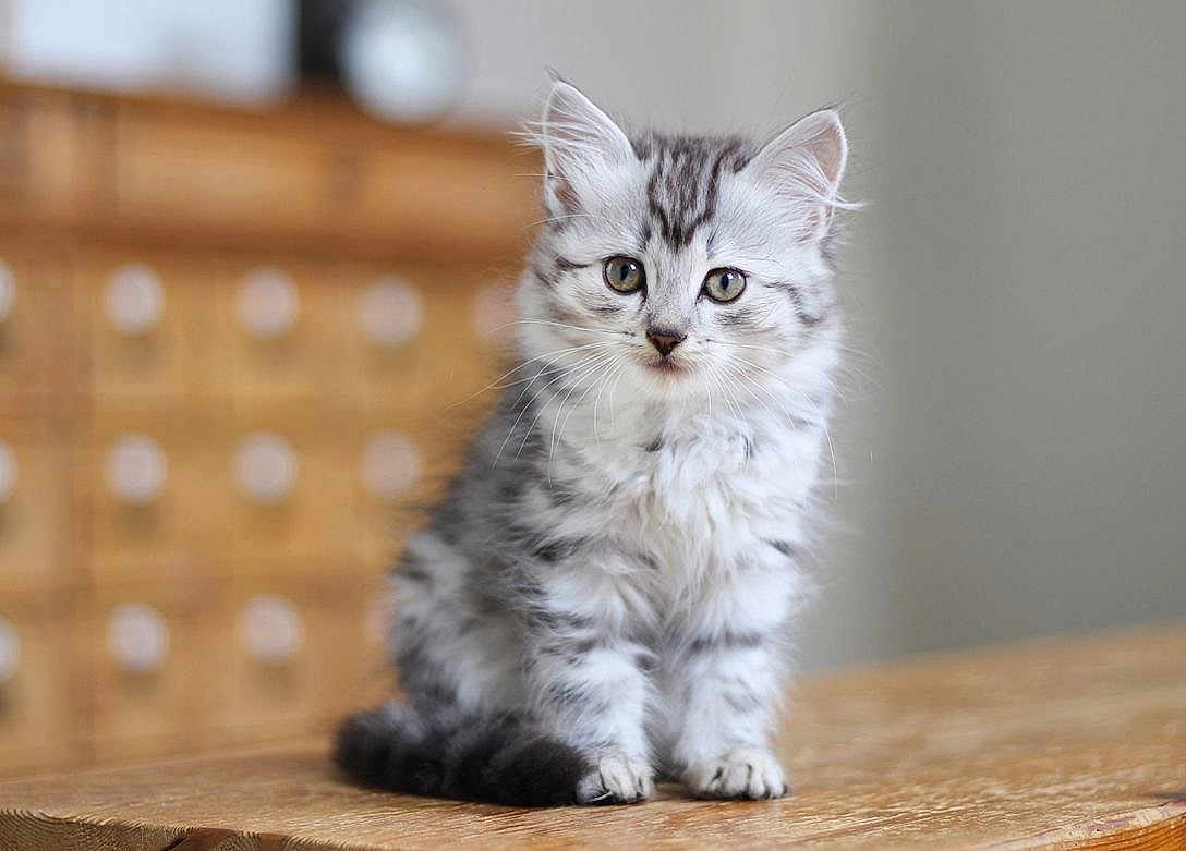 Athena a rejoint le concours — aidez-le/la à gagner de superbes lots ! kitten, cat, fluffy, tabby, silver, pet, animal, cute, young, fur, whiskers, ears, wooden_surface, indoor, domestic, portrait, sitting, curious, feline, soft_focus