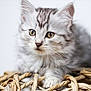 Athena participe au concours pour gagner de l'argent avec cette photo : kitten, cat, feline, pet, animal, fur, whiskers, eyes, basket, woven, closeup, cute, young, domestic, curious, gray, soft, indoor, portrait, small