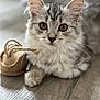 kitten, cat, pet, animal, feline, close_up, indoor, floor, burlap_sack, curious, young, whiskers, ears, paws, fur, domestic_animal, cute, looking, soft_light, wooden_floor
