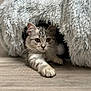 Athena participe au concours pour gagner de l'argent avec cette photo : kitten, cat, tabby, paw, fur, cute, indoor, pet, animal, cozy, feline, curious, stretching, wood_floor, soft, shaggy, home, playful, young, resting