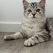 Athena participe au concours pour gagner de l'argent avec cette photo : kitten, cat, gray_tabby, feline, pet, animal, indoor, floor, wood_floor, fur, whiskers, ears, paws, young_cat, curious, lying_down, portrait, close_up, domestic_cat, cute