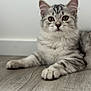 kitten, cat, gray_tabby, feline, pet, animal, indoor, floor, wood_floor, fur, whiskers, ears, paws, young_cat, curious, lying_down, portrait, close_up, domestic_cat, cute