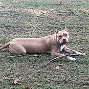 Honey is registered to the contest to win money with this photo: dog, tan_dog, white_paws, grass, outdoor, field, stick, autumn_leaves, pet, animal, lying_down, alert, nature, canine, ears_up, collar, daylight, ground, muzzle, fur