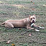 dog, tan_dog, white_paws, grass, outdoor, field, stick, autumn_leaves, pet, animal, lying_down, alert, nature, canine, ears_up, collar, daylight, ground, muzzle, fur