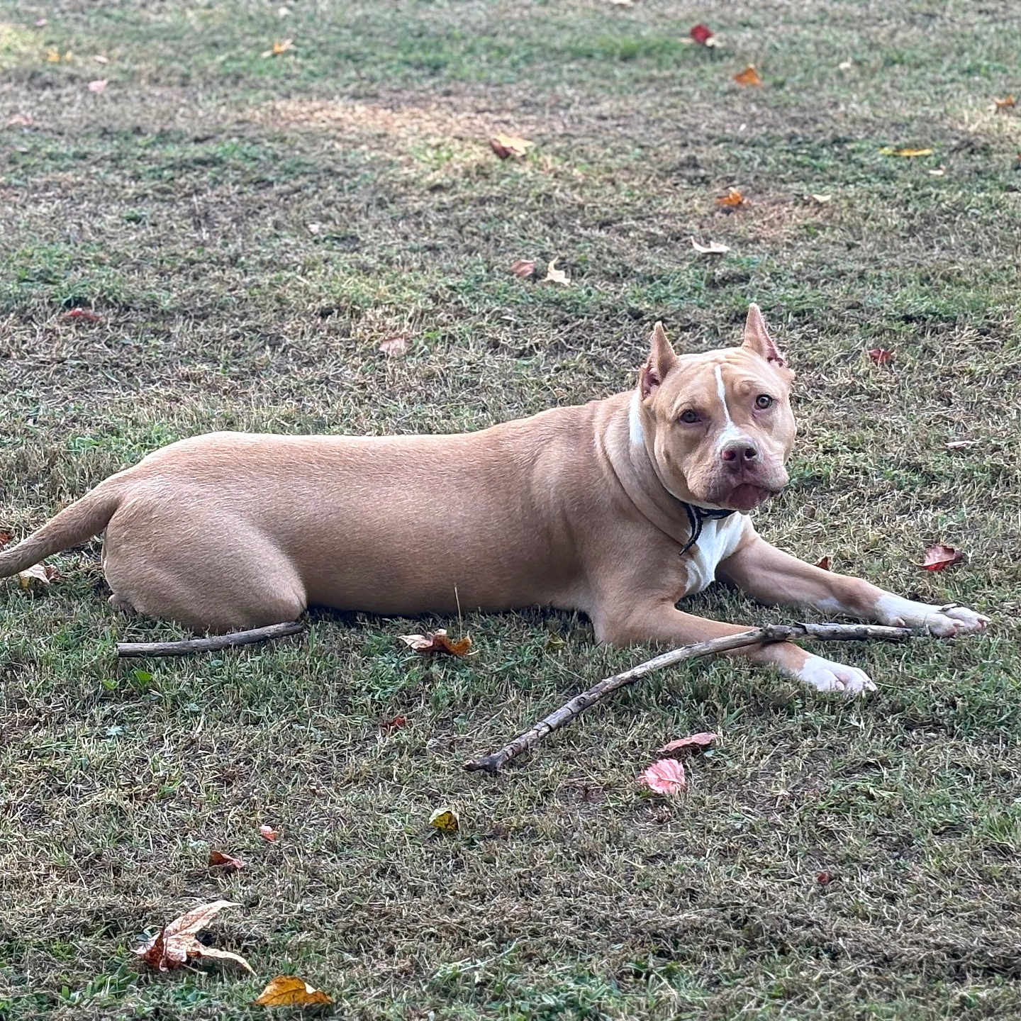 Honey is registered to the contest to win money with this photo: alert, animal, autumn_leaves, canine, collar, daylight, dog, ears_up, field, fur, grass, ground, lying_down, muzzle, nature, outdoor, pet, stick, tan_dog, white_paws