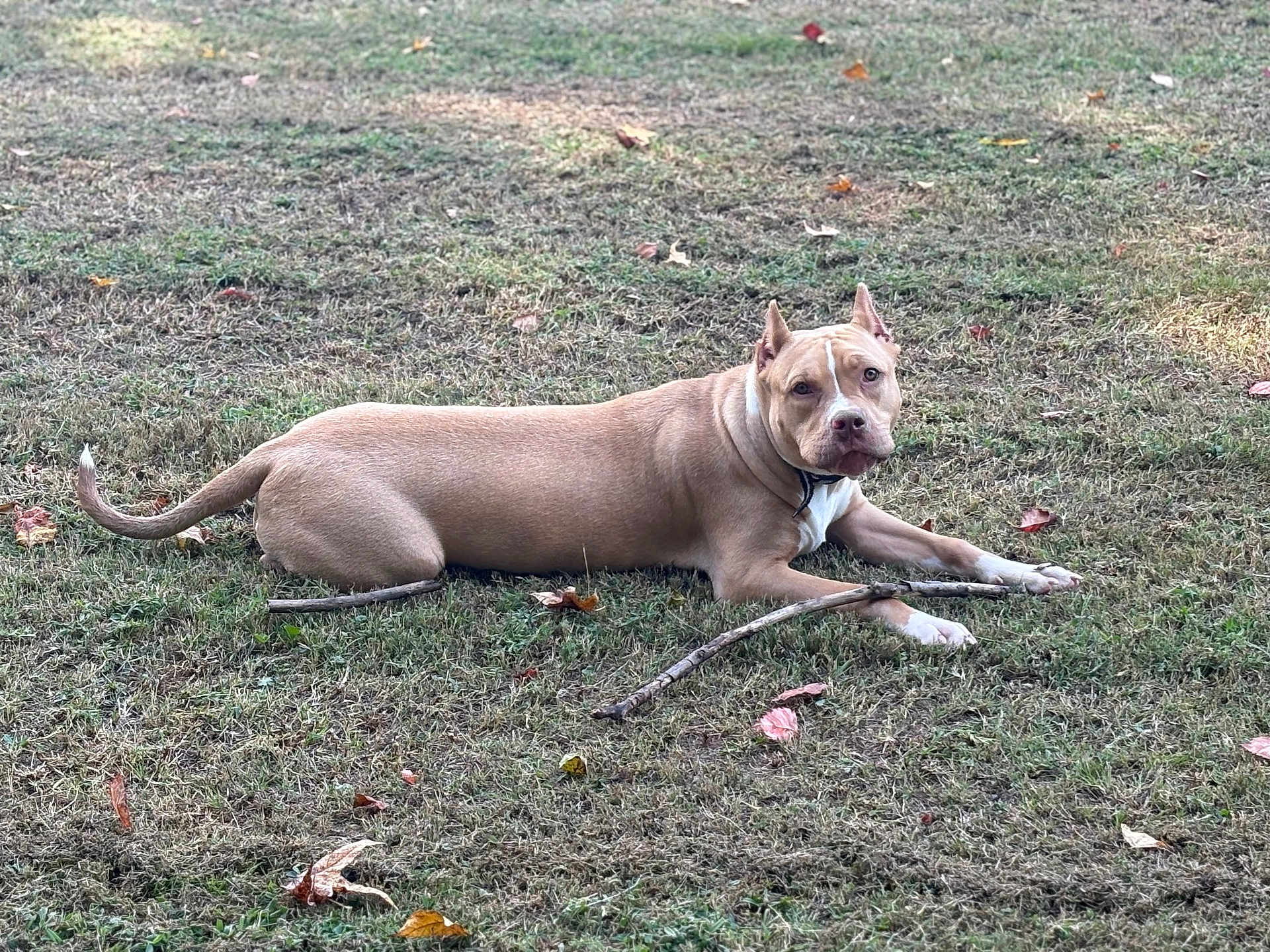 Honey is registered to the contest to win money with this photo: dog, tan_dog, white_paws, grass, outdoor, field, stick, autumn_leaves, pet, animal, lying_down, alert, nature, canine, ears_up, collar, daylight, ground, muzzle, fur