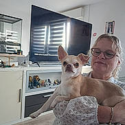 Tommy a rejoint le concours — aidez-le/la à gagner de superbes lots ! cabinet, casual, chihuahua, dog, face, figurines, furniture, glasses, holding, home_decor, indoor, lace_blouse, light, living_room, pet, portrait, smile, television, woman, wooden_floor