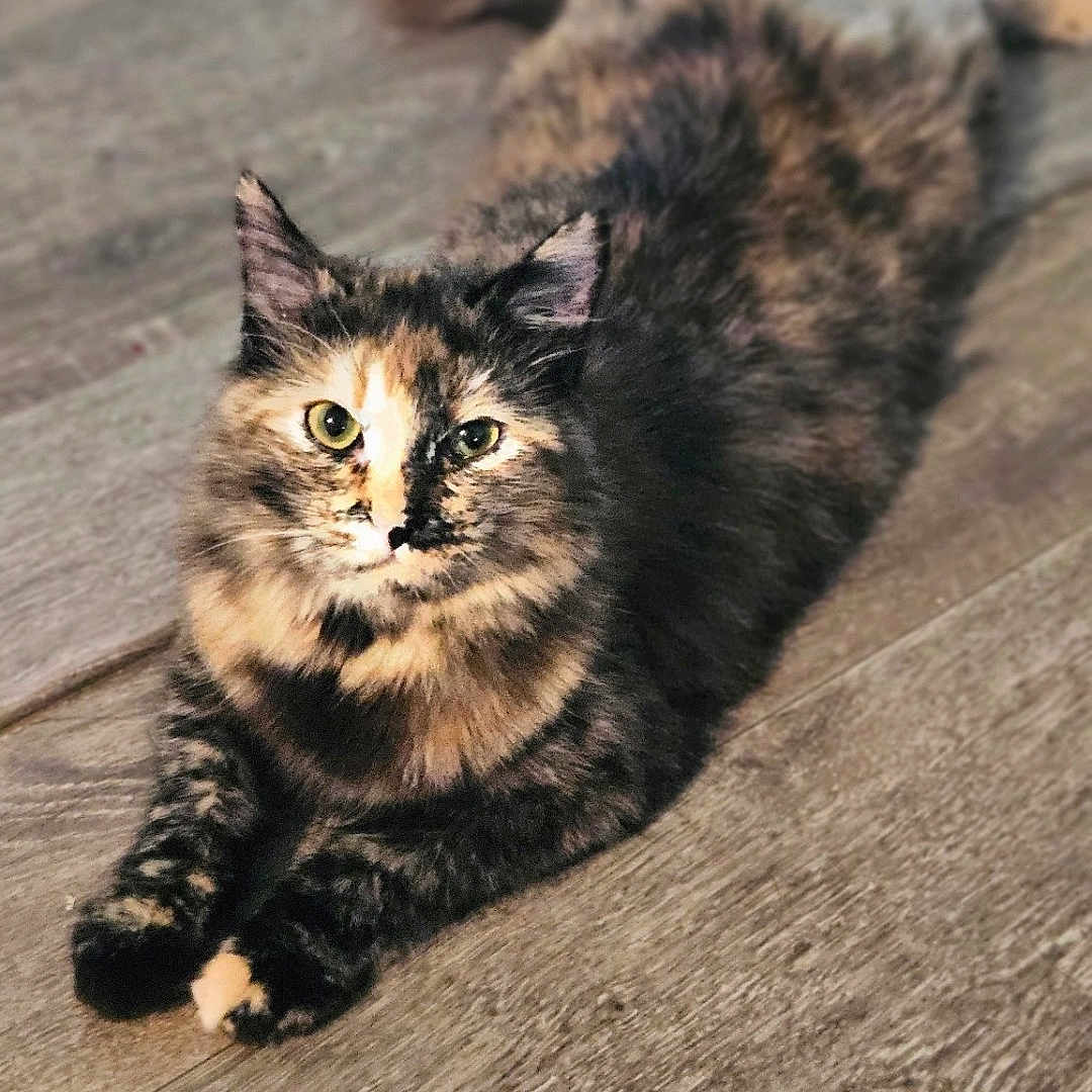 Indica is registered to the contest to win money with this photo: angora, animal, architecture, brasssection, building, cat, deck, hardwood, horn, house, housing, indoors, interiordesign, kitten, manx, musicalinstrument, pet, porch, stainedwood, wood