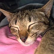 Luna is registered to the contest to win money with this photo: cat, tabby, sleeping, close_up, pet, animal, fur, ears, whiskers, pink_fabric, cozy, resting, domestic_cat, cute, nap, soft, relaxed, face, muzzle, indoor