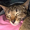 Luna is registered to the contest to win money with this photo: animal, cat, close_up, cozy, cute, domestic_cat, ears, face, fur, indoor, muzzle, nap, pet, pink_fabric, relaxed, resting, sleeping, soft, tabby, whiskers