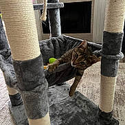 Luna is registered to the contest to win money with this photo: animal, carpet, cat, cat_tree, cozy, curious, feline, fireplace, fur, furniture, hammock, home, indoor, paw, pet, pet_toy, playful, relaxed, resting, tabby_cat