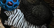 Luna joined the competition — help win amazing prizes! animal, basket, blue_ball, cat, cozy, curled_up, cute, feline, giraffe, indoor, pet, plush, resting, sleeping, snug, stuffed_animal, tabby, toy, woven, zebra