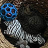 Luna joined the competition — help win amazing prizes! cat, tabby, basket, woven, toy, blue_ball, stuffed_animal, zebra, giraffe, plush, cozy, curled_up, pet, indoor, animal, feline, sleeping, cute, snug, resting