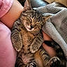 Luna joined the competition — help win amazing prizes! kitten, tabby, sleeping, cat, pet, cute, feline, cozy, blanket, resting, paw, fur, domestic_animal, relaxation, indoor, human_arm, pink_shirt, gray_blanket, closeup, adorable