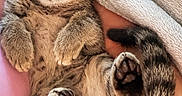 Luna joined the competition — help win amazing prizes! cat, kitten, tabby, sleeping, cozy, paws, tail, fur, pet, cute, relaxed, indoor, blanket, soft, resting, animal, domestic, whiskers, feline, nap