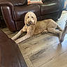 Graham joined the competition — help win amazing prizes! dog, curly_fur, brown_leather_couch, wooden_floor, decorative_pillow, indoor, pet, relaxed, floor, furniture, living_room, cozy, home, canine, resting, domestic_animal, brown, curly_coat, decor, comfortable
