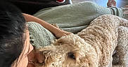Graham is registered to the contest to win money with this photo: dog, person, blanket, couch, living_room, food, plate, cup, fur, curly_hair, brown_dog, human, comfort, relaxation, floor, foot, leather_furniture, indoor, pet, affection
