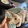 dog, person, blanket, couch, living_room, food, plate, cup, fur, curly_hair, brown_dog, human, comfort, relaxation, floor, foot, leather_furniture, indoor, pet, affection