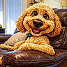 dog, curly_hair, brown_leather_couch, indoor, smiling, happy, pet, collar, fur, close_up, cozy, living_room, pillow, window, relaxing, cute, animal, domestic_animal, canine, portrait