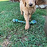 Graham is registered to the contest to win money with this photo: dog, puppy, golden_doodle, grass, outdoor, toy, rope_toy, greenery, bushes, rocks, yard, walking, curly_fur, pet, nature, playful, front_paw, close_up, sunlight, animal