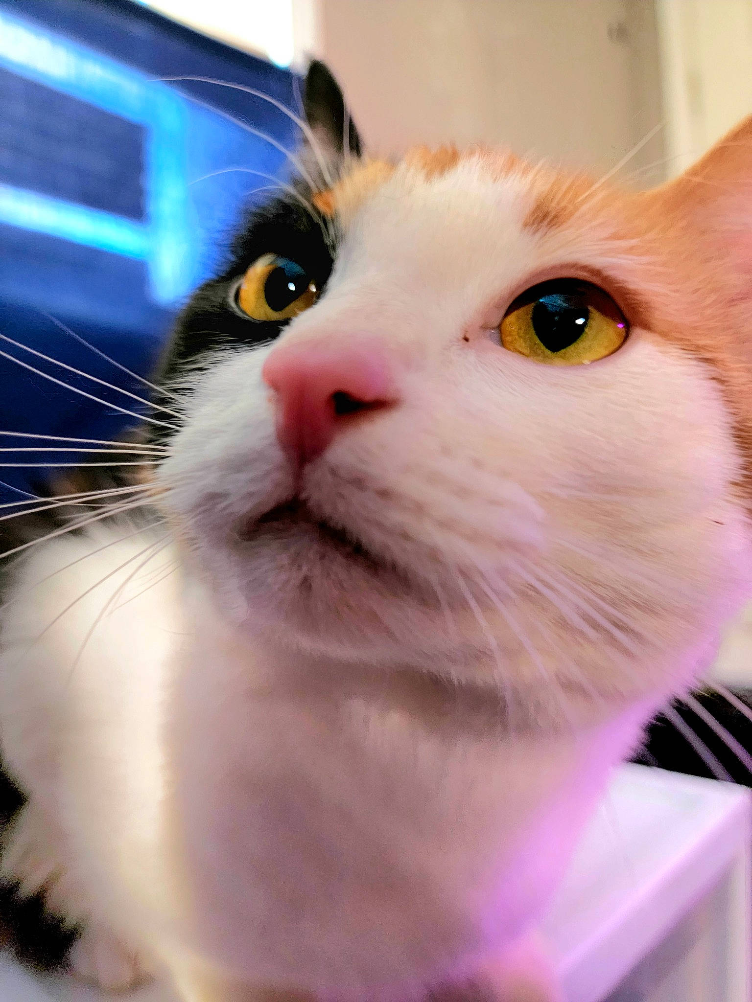 Cali is registered to the contest to win money with this photo: carnivore, cat, close_up, domestic_short_haired_cat, ear, eye, eyebrow, eyelash, fawn, felidae, fur, iris, nose, paw, pet_supply, small_to_medium_sized_cats, snout, whiskers