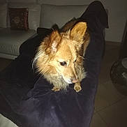 Obelix a rejoint le concours — aidez-le/la à gagner de superbes lots ! blanket, brown_fur, couch, cozy, cushion, dog, domestic_animal, ears, evening, flash_photo, floor_tiles, fur, indoor, living_room, looking_away, paws, pet, portrait, small_dog, sofa