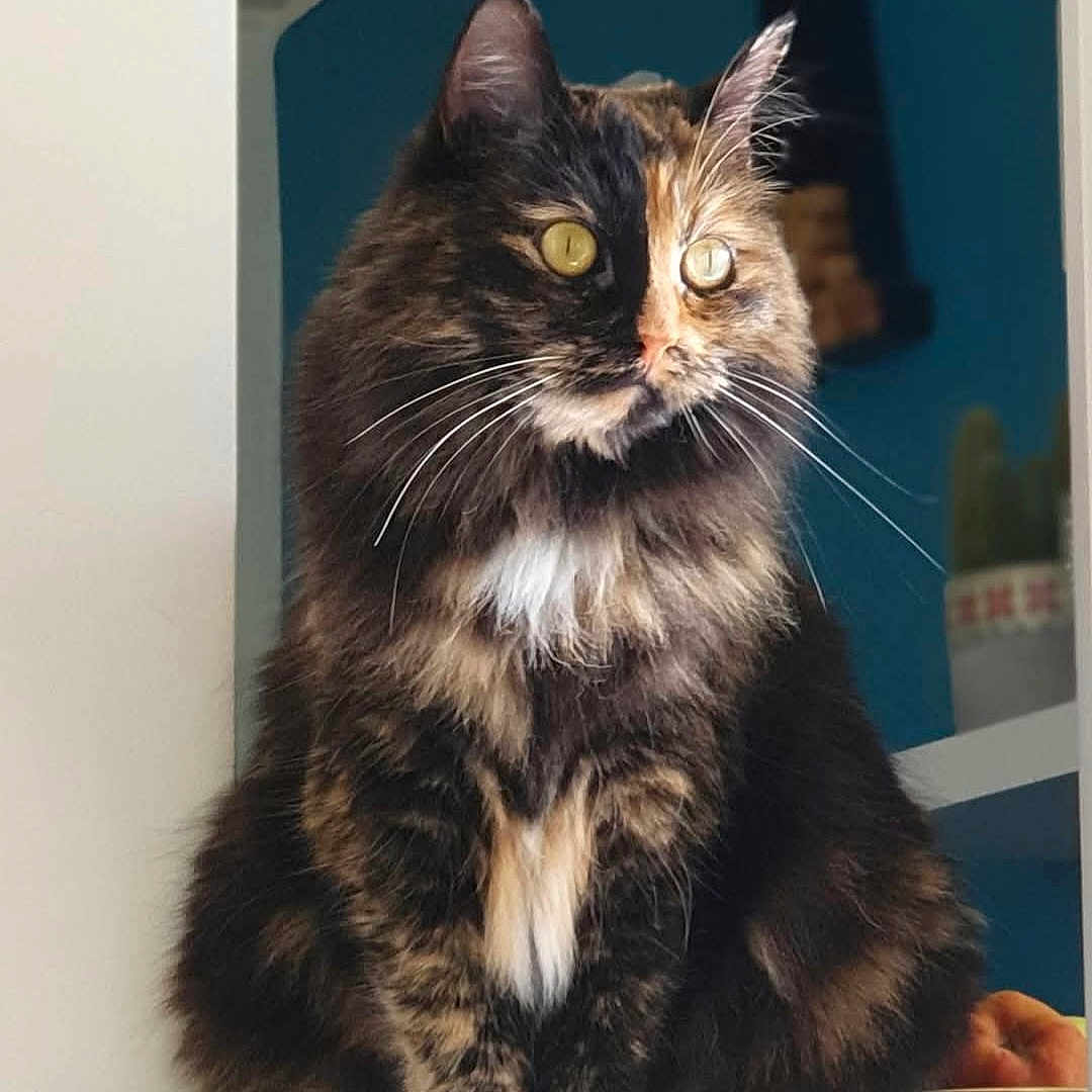 Sheevah a rejoint le concours — aidez-le/la à gagner de superbes lots ! animal, background, cactus, cat, closeup, countertop, cozy, cute, domestic, feline, fluffy, fur, houseplant, indoor, looking_away, pet, sitting, tortoiseshell, whiskers, yellow_eyes