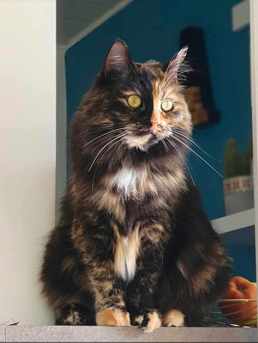 Sheevah a rejoint le concours — aidez-le/la à gagner de superbes lots ! animal, background, cactus, cat, closeup, countertop, cozy, cute, domestic, feline, fluffy, fur, houseplant, indoor, looking_away, pet, sitting, tortoiseshell, whiskers, yellow_eyes
