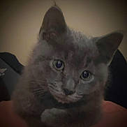 Shadow joined the competition — help win amazing prizes! kitten, cat, gray_fur, close_up, pet, animal, cute, feline, whiskers, ears, eyes, soft_lighting, indoor, portrait, young_animal, hand, cuddle, domestic_animal, fur, mammal