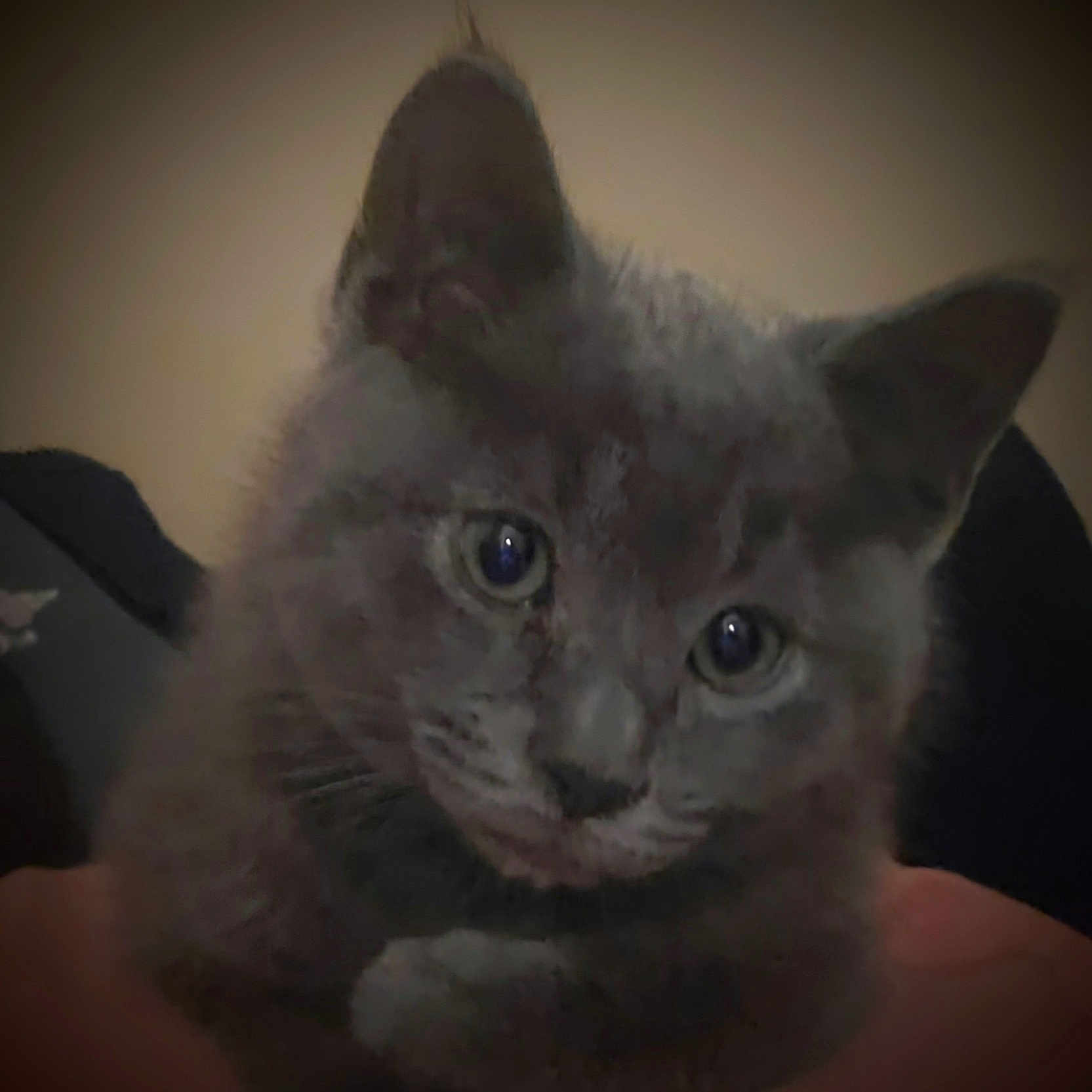 Shadow joined the competition — help win amazing prizes! animal, cat, close_up, cuddle, cute, domestic_animal, ears, eyes, feline, fur, gray_fur, hand, indoor, kitten, mammal, pet, portrait, soft_lighting, whiskers, young_animal