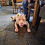 dog, indoor, leash, stone_floor, wooden_chair, person, seated, tongue_out, relaxed, rustic, furniture, flooring, canine, pet, resting, human_hand, jeans, table, cozy, stone_wall