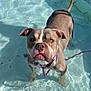 dog, pitbull, water, pool, outdoor, pet, canine, collar, leash, shallow_water, sunlight, summer, animal, mammal, cute, looking_up, expression, playful, domestic_animal, wet