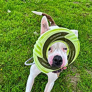 Beau joined the competition — help win amazing prizes! dog, playing, toy, skipdawg, grass, outdoor, pet, animal, white, brown, ears, snout, fetch, green, nature, happy, active, canine, cute, fun