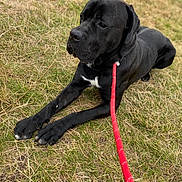 Bronson is registered to the contest to win money with this photo: accessories, animal, boxer, bulldog, canine, dog, grass, greatdane, halter, hound, labradorretriever, leash, pet, plant, pointer, puppy, rope, strap