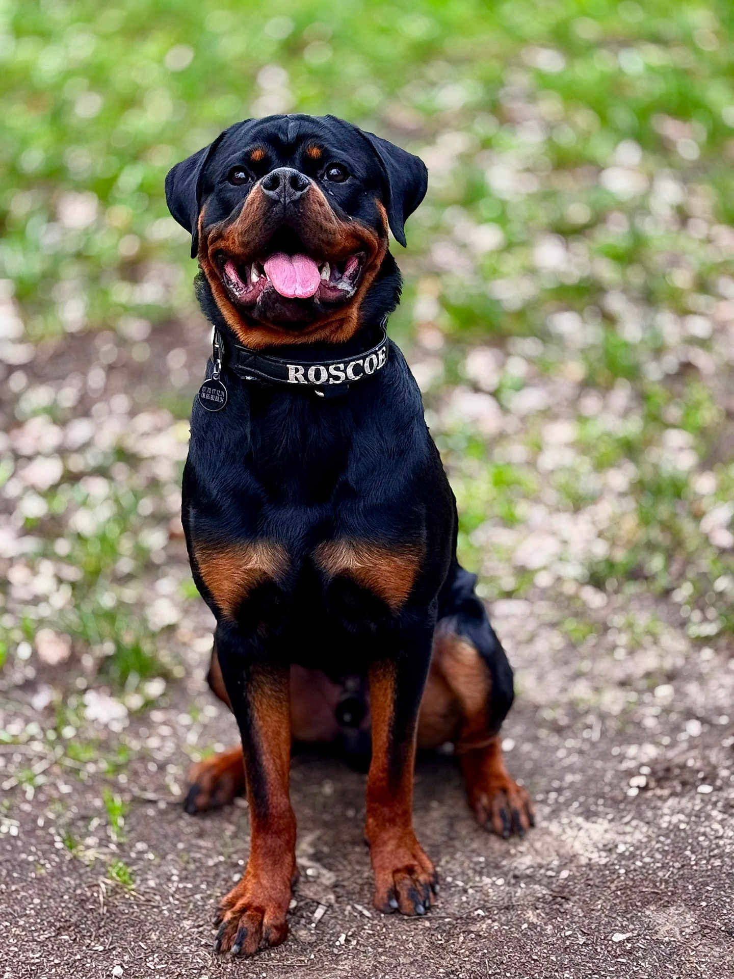 Roscoe participe au concours pour gagner de l'argent avec cette photo : rottweiler, dog, pet, animal, canine, sitting, tongue_out, collar, outdoor, grass, dirt, happy, black_and_tan, mammal, portrait, nature, friendly, cute, paw, fur