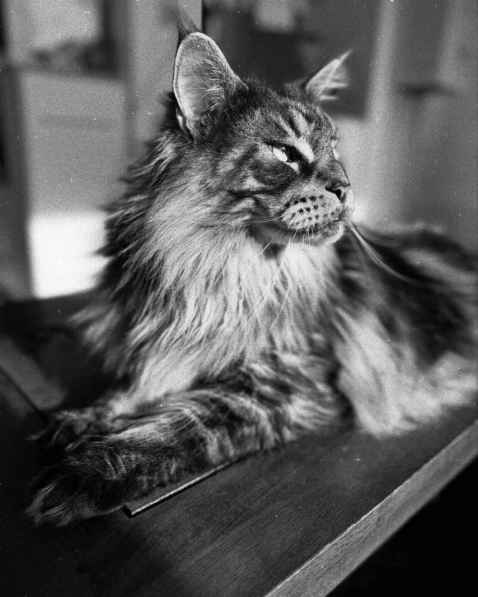Sirius participe au concours pour gagner de l'argent avec cette photo : cat, long_hair, portrait, black_and_white, feline, animal, indoor, wooden_surface, relaxed, close_up, whiskers, ears, paw, texture, vintage, monochrome, pet, domestic_cat, fur, side_view